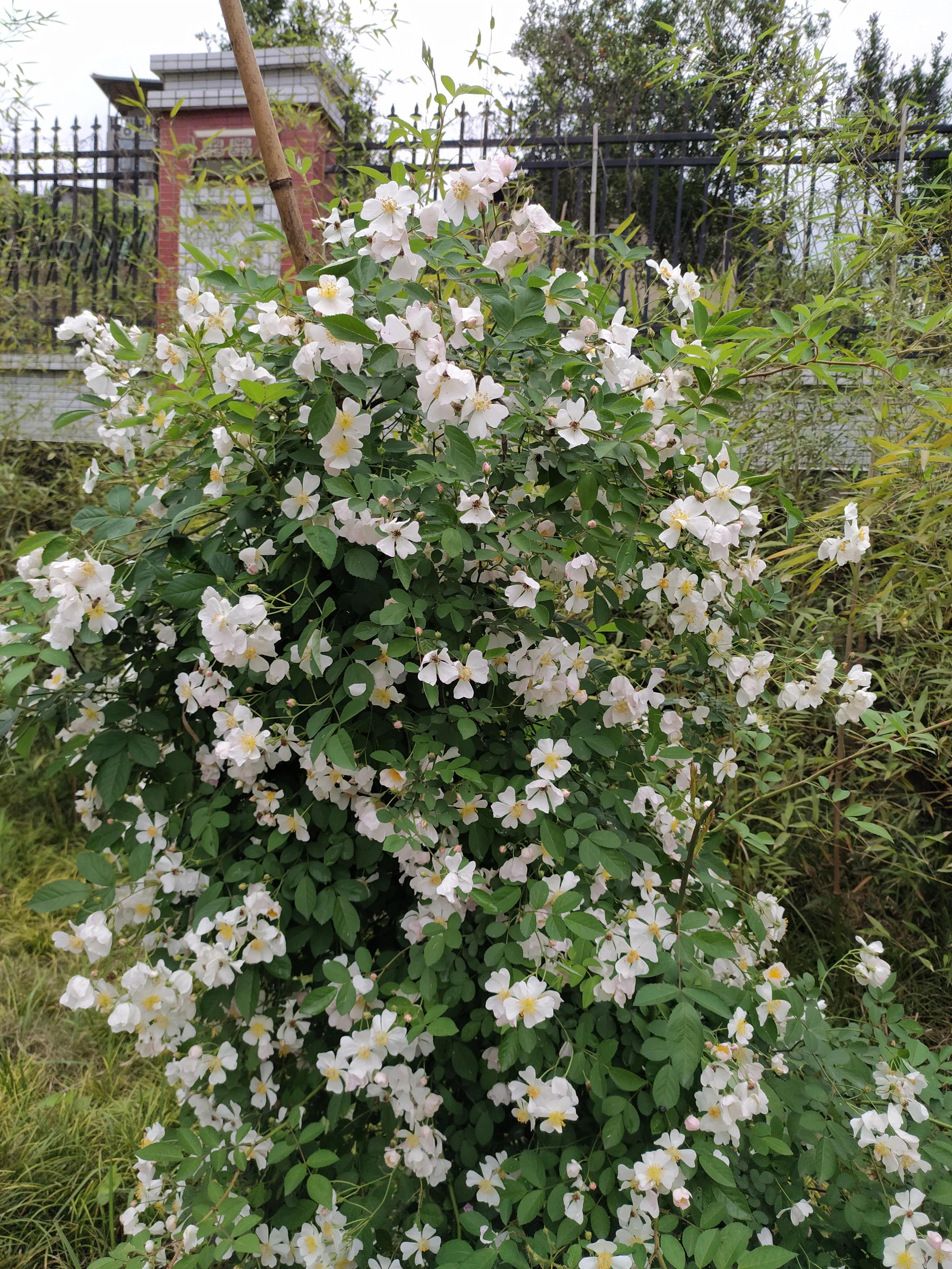 澳洲野蔷薇花语（澳洲野蔷薇是什么生日的生辰守护花）