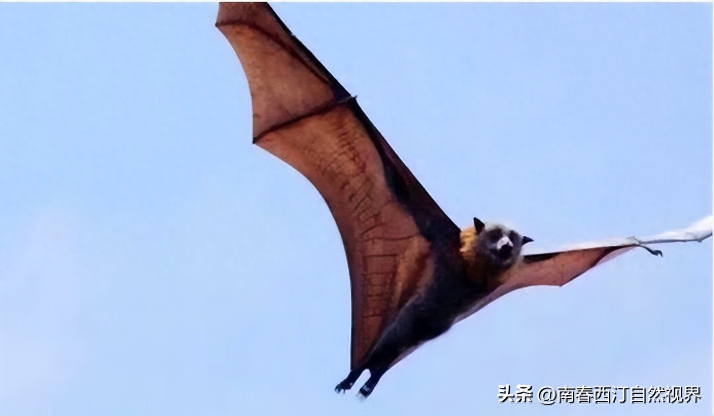 澳大利亚倒挂巨型蝙蝠（澳大利亚蝙蝠入侵事件）