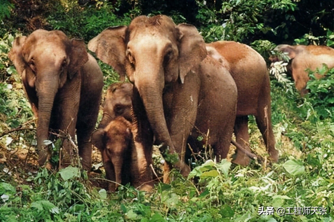 象群首领一般由公象还是母象担任-（象群担任首领的是雌象还是雄象）