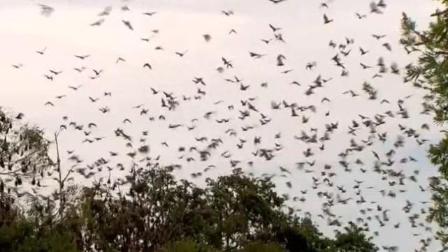 澳大利亚倒挂巨型蝙蝠（澳大利亚蝙蝠入侵事件）